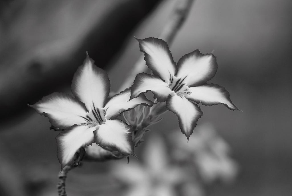 فيلا Impala Lily مارلوث بارك المظهر الخارجي الصورة